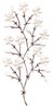 Baby's Breath Single