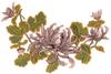 Chrysanthemums
