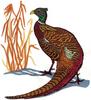 Pheasant