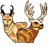Elk