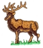 Posed Elk
