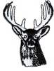White Tailed Deer Head