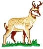 Deer in Grass