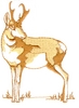 Antelope on Path