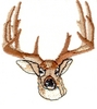 Deer Head with Impressive Rack