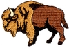 Buffalo Profile