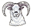 Big Horn Sheep