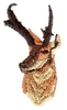 Antelope