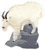 Mountain Sheep