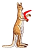Boomerang Kangaroo