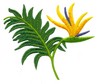 Bird of Paradise
