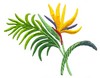 Bird of Paradise