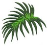Palm Leaf