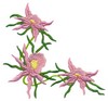 Star Orchid Corner