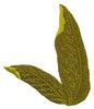 Banana Leaves