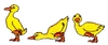 Three Ducks