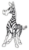 Baby Zebra