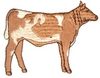 Short Horned Cow
