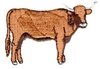 Texas Long horned
