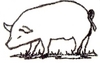 Pig outline