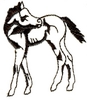 Colt