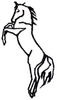 Rearing Stallion