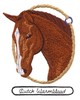 Dutch Warmblood Horse