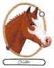 Criollo Horse