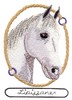 Lipizzaner Horse