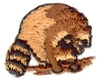 Racoon