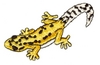 Gekko
