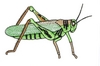 Grasshopper