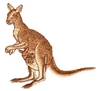 Kangaroos