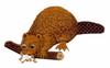 Beaver Chomping on Log