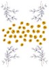 Daisies and Pussywillows (MacroHoop)
