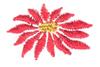 Mini Poinsettia