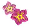 Mini Petunias