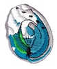 Abalone Shell