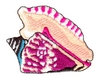 Conch Shell