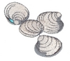 Clams