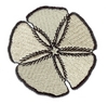 Silver Dollar Shell