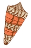 Sea Shell 2