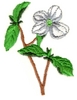 Pacific Dogwood (B.C. Flower)
