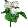 Ontario Flower (White Trillium)