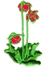 Newfoundland Flower