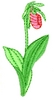 Prince Edward Island Flower