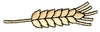 Grain Seed Head
