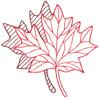 Maple Leaf