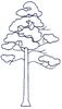 Coniferous Tree