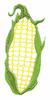 Ear of Corn ( Trapunto )